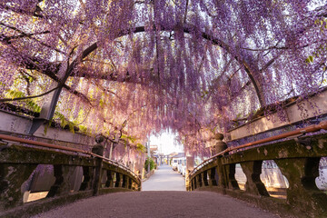 柳川市　満開の藤の花