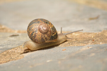 Caracol buscando su sustento