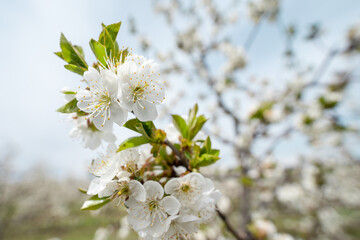 Close up on cherry tree branches in bloom white flowers blossom