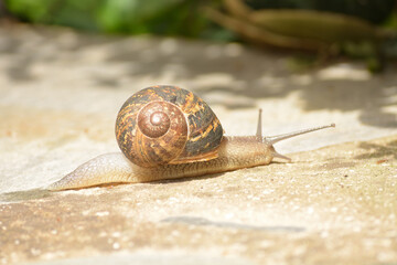 Caracol buscando su sustento