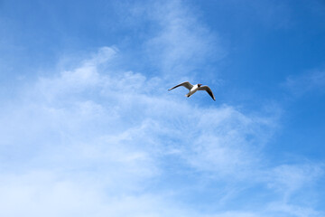 Seagull flying in the blue sky