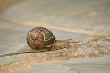 Caracol buscando su sustento