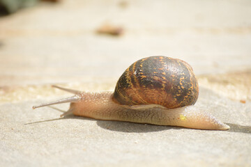 Caracol buscando su sustento