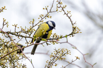 Great tit close-up in a tree