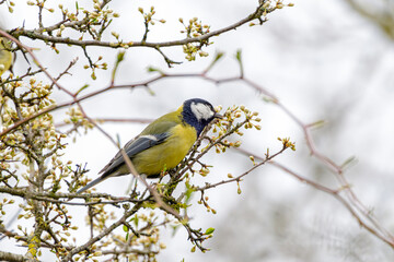 Great tit close-up in a tree