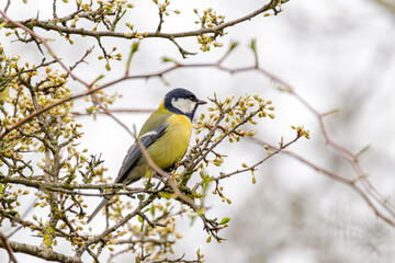 Great tit close-up in a tree