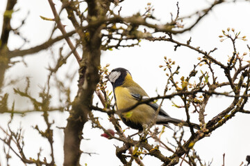 Great tit close-up in a tree
