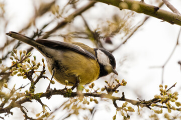 Great tit close-up in a tree