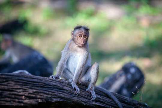 Bonnet Macaque Monkey