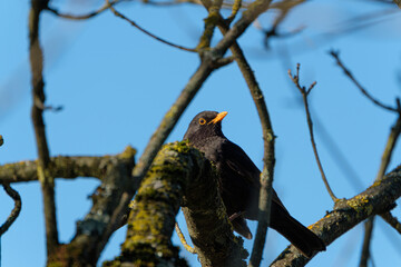 Blackbird in a tree on blue sky