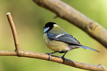 Fototapeta premium Great tit close-up on a branch on beautiful color background