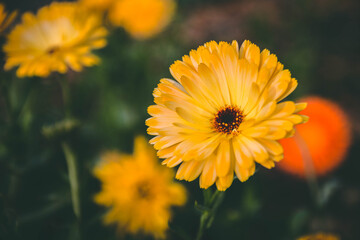 Beautiful orange chrysanthemum