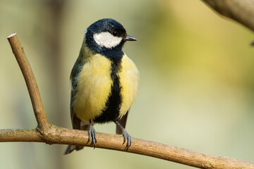 Great tit close-up on a branch on beautiful color background