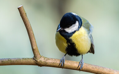 Great tit close-up on a branch on beautiful color background