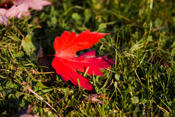 Beautiful autumn leafs