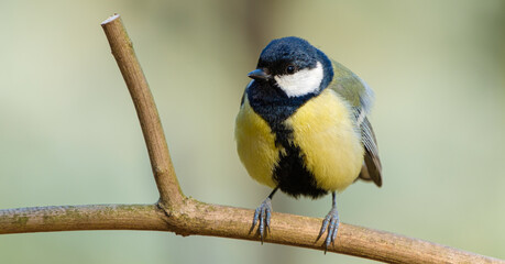Close up of great tit on a branch on a colored background