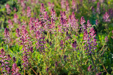 Close up view of the beautiful Fumaria officinalis flower. backlit
