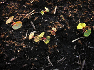 young sprout of Fagopyrum esculentum buckwheat close up top view