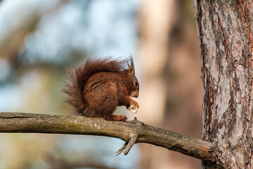 Squirrel feeding in the park