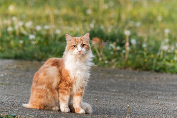Naklejka na ściany i meble Cute domestic cat in front of the grass