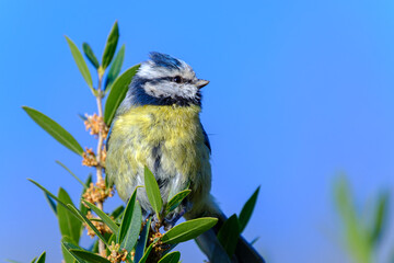 Blue tit on a branch on blue sky