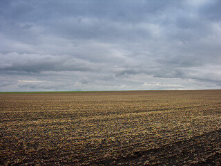young buckwheat sprout lines on the field and storm dark sky