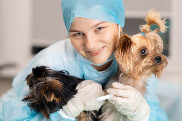 young woman veterinarian with Yorkshire terrier dogs.