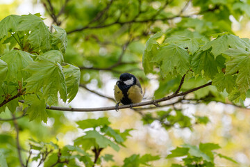 Great tit on a branch