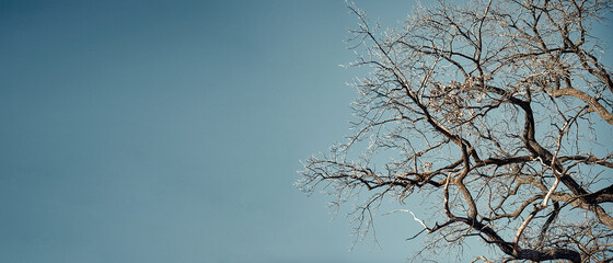 A tree on the background of a blue sky close-up with a place to copy. Panoramic photo for the banner