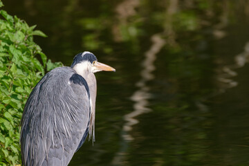 Naklejka premium Heron portrait