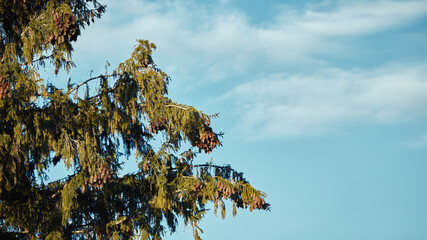 Green fir branches with needles and lots of cones in winter. A lot of cones on the fir trees. Background image with space to copy.