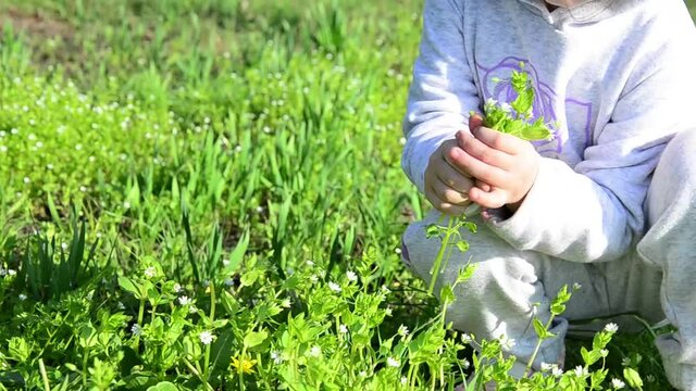 Spring flowers in children's hands. The child collects flowers in the meadow. A bouquet of delicate spring flowers in children's hands close-up. Close up of a little girl holding spring flowers