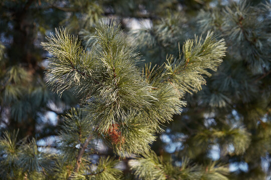 Green fir branches with needles and lots of cones in winter. A lot of cones on the fir trees. Background image with space to copy.