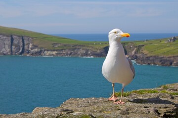 Fototapeta na wymiar Great black-backed gull on rock wall along Slea Head Drive, Dingle Peninsula, County Kerry, Ireland