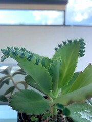 Succulent close-up with new leaves sprouting
