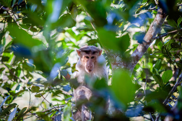 Macaque Monkey