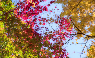 Selective focus on the lowest of several layers of colorful Japanese maple leaves under a clear blue sky in autumn