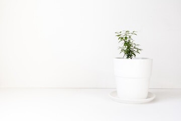 myrtle plant in white pot on white background with space for text, green flower care plants, poster