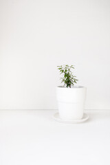 myrtle plant in white pot on white background with space for text, green flower care plants, poster