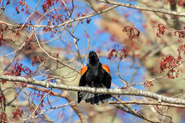 blackbird on a tree
