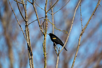 woodpecker on branch