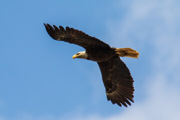 bald eagle in flight