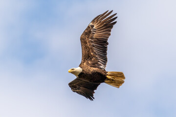 bald eagle in flight