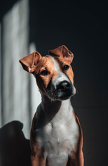 portrait of orange bull terrier cute dog