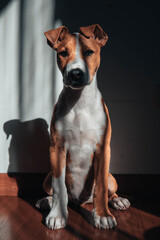 jack russell orange terrier puppy at the evening 