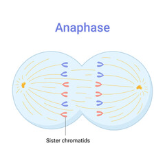 Vector illustration of Mitosis phase. Anaphase