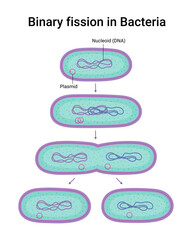 Vector illustration of Binary fission in Bacteria. Reproduction - obrazy, fototapety, plakaty