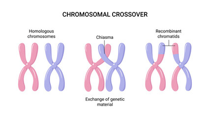 Vector illustration of Chromosomal crossover or crossing over. Exchange of genetic material - obrazy, fototapety, plakaty