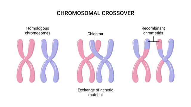 Vector illustration of Chromosomal crossover or crossing over. Exchange of  genetic material Stock-Vektorgrafik | Adobe Stock