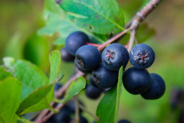 Close up of a chokeberry on a branch with a leaf around. Beautiful aronia berries. Macro of chokeberry. Aronia.
